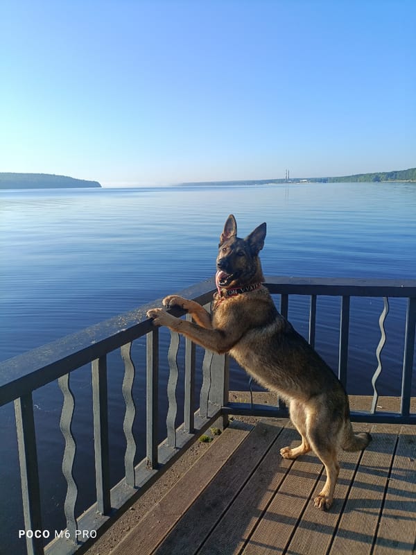 German Shepherd enjoys the view from a waterfront deck