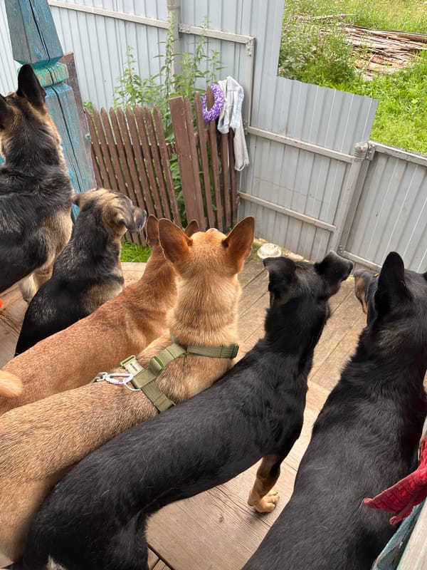 Pack of dogs on a wooden porch, facing the yard
