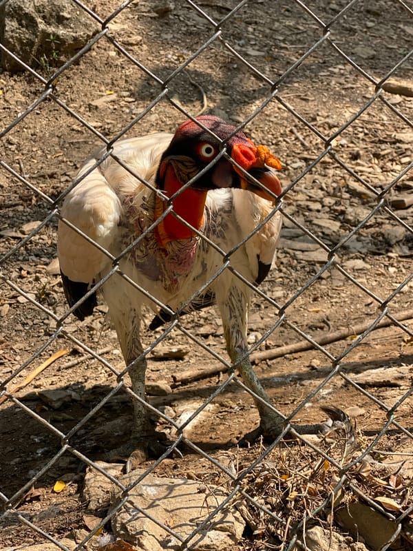 Zoo animals documented by visitors in Valencia, Venezuela