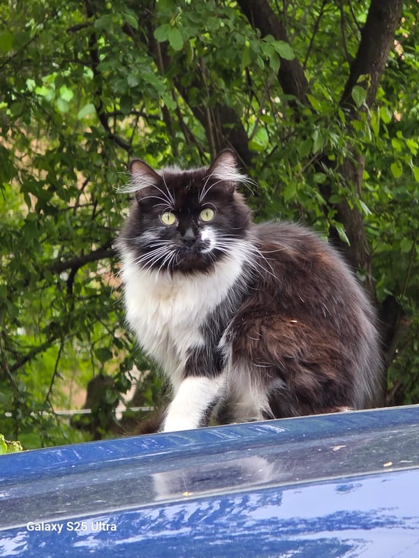Casual afternoon moments documented across Pernik, Bulgaria