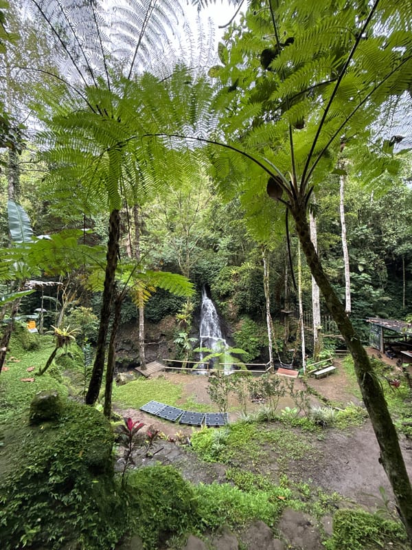 Tropical landscape with tree ferns observed in Tegallalang valley