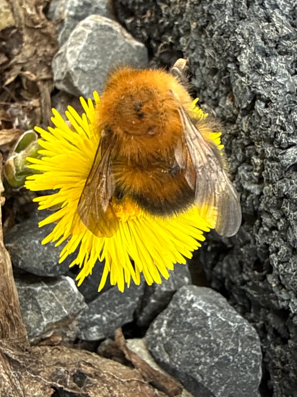 Wildlife observation documented in Tyulyuk, Russia morning hours