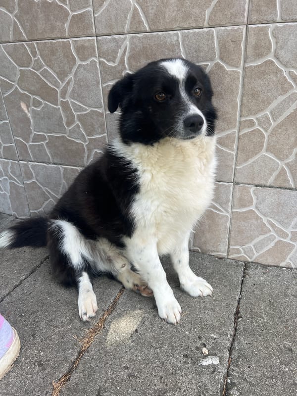 Morning in Zelenikovo: jet monument, rose gardens, and a dog