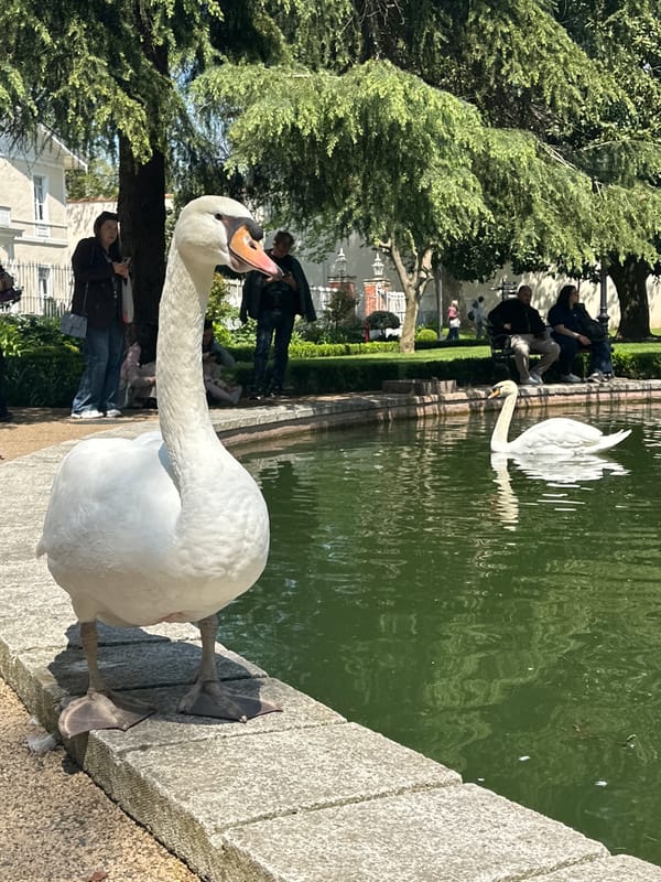 Spring day visitors enjoy Dolmabahçe Palace grounds, swans spotted