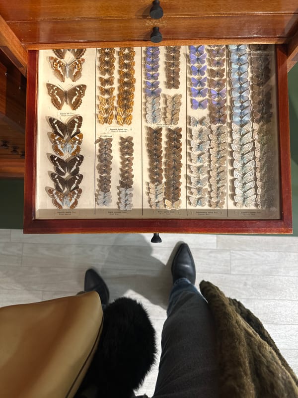 Museum visitor documents butterfly exhibits and historical displays in Tunbridge Wells