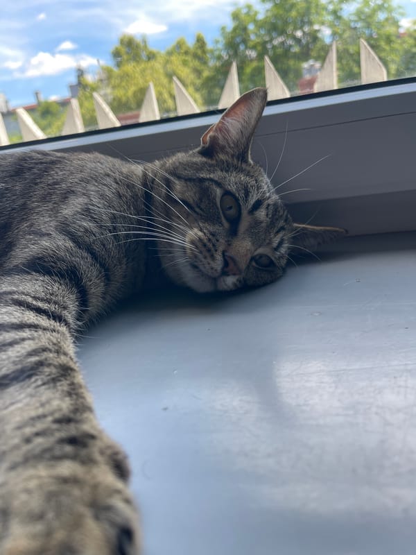 Lazy morning with a windowsill cat and a cabinet of curiosities