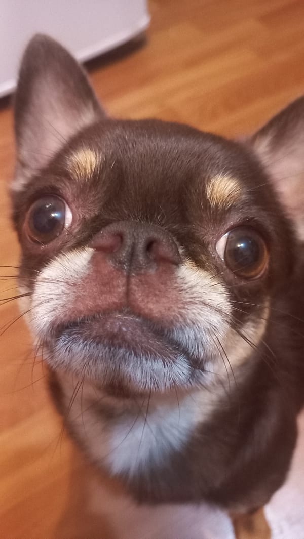 Chihuahua and its toy on a Saint Petersburg floor