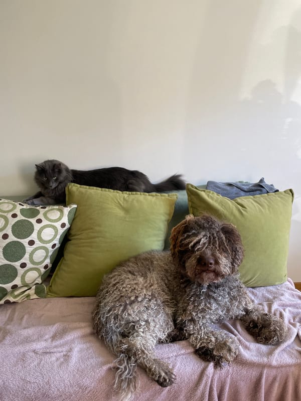 Cat and dog rest together on bed in Montenegro home