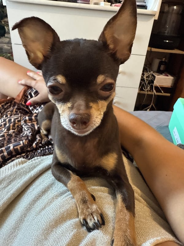 Lazy morning with a Chihuahua at a Kyiv home