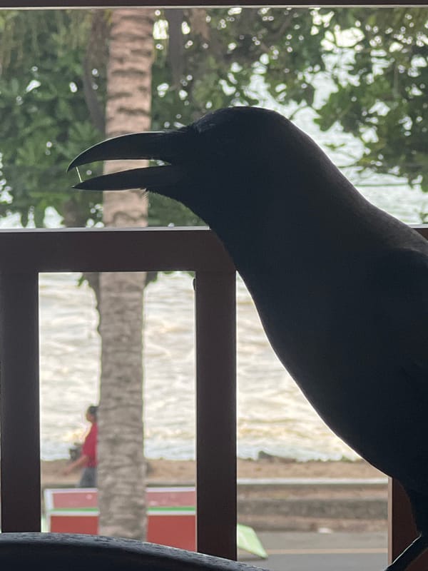Wildlife spotted: corvid bird and ants documented by witnesses
