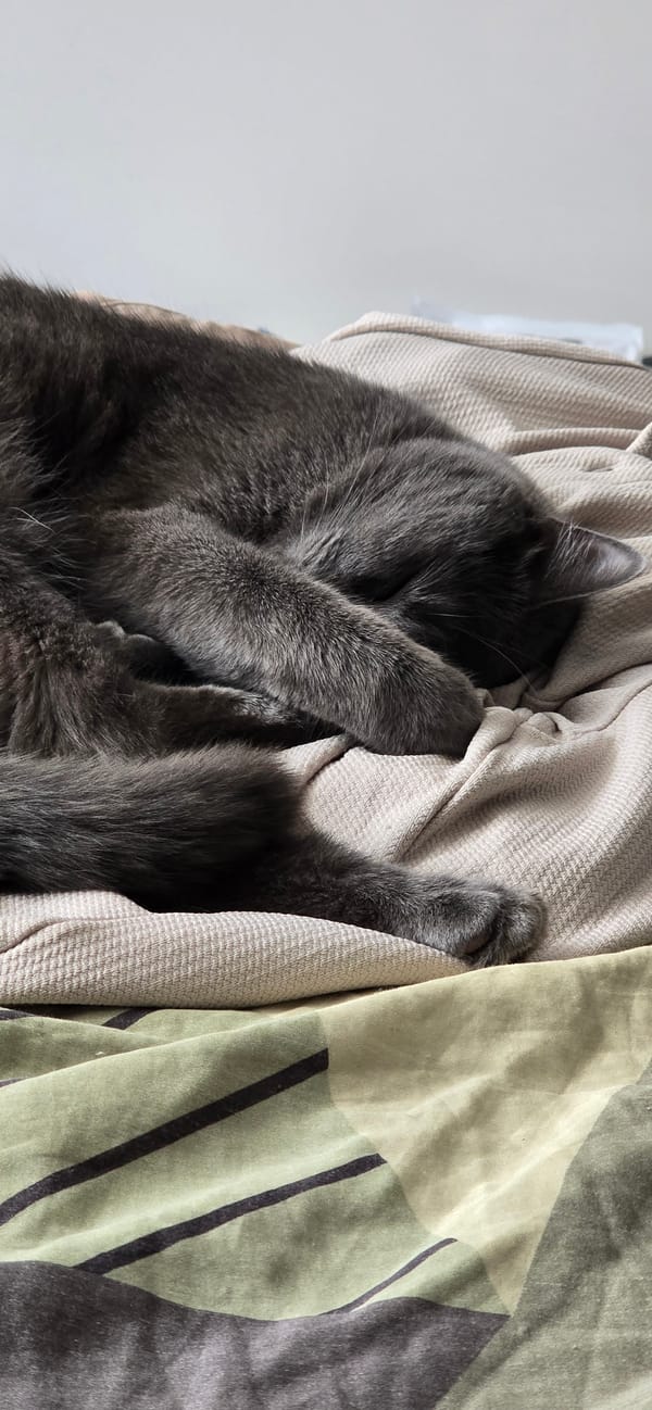 Gray cat observed resting on blankets throughout afternoon