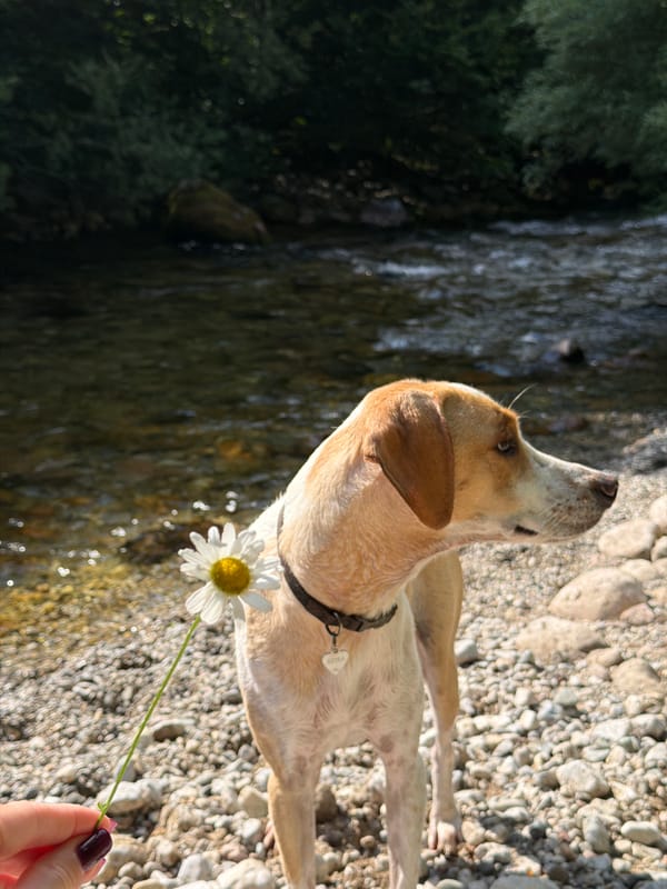Dog, daisy, and butterfly on a Montenegro rocky shore