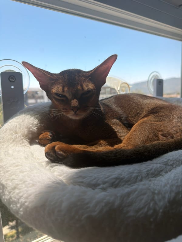 Abyssinian cat relaxing in window bed across multiple angles