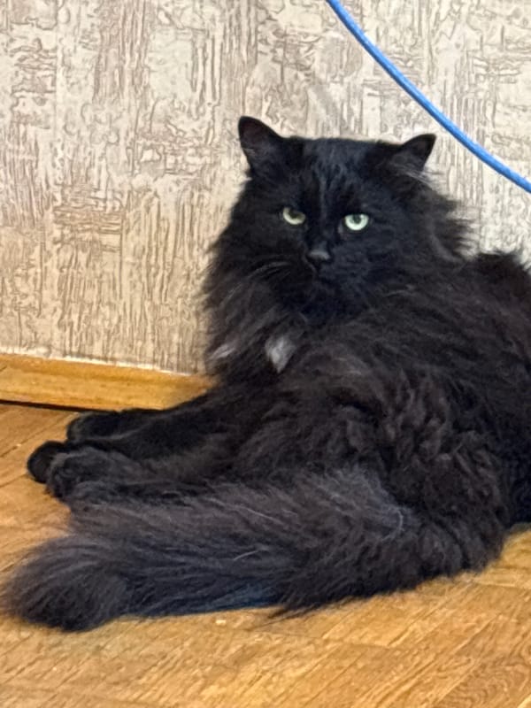 Fluffy black cat relaxing and grooming on a wooden floor