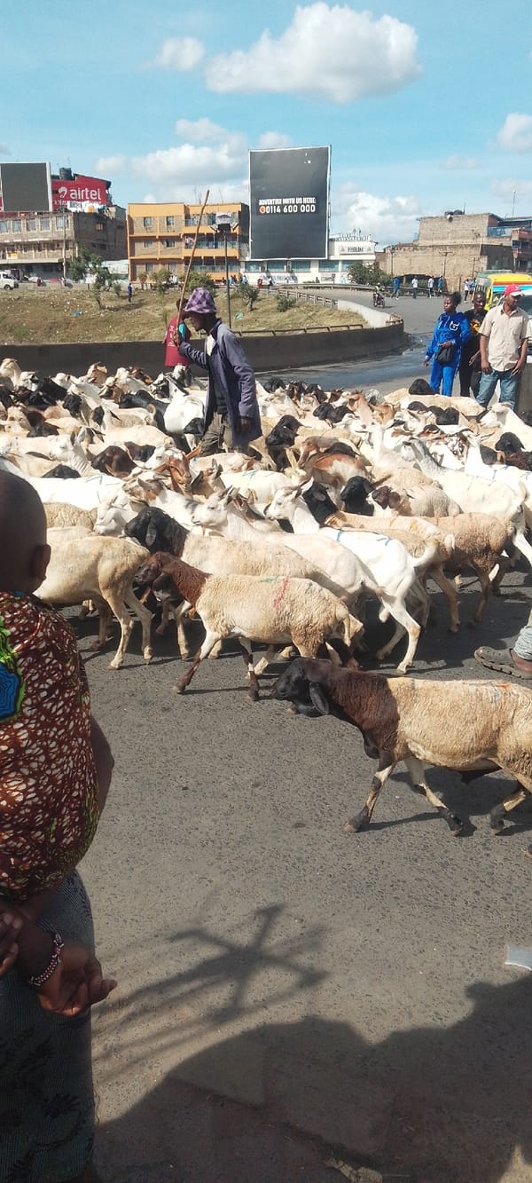 Livestock herd crosses busy Nairobi street during midday