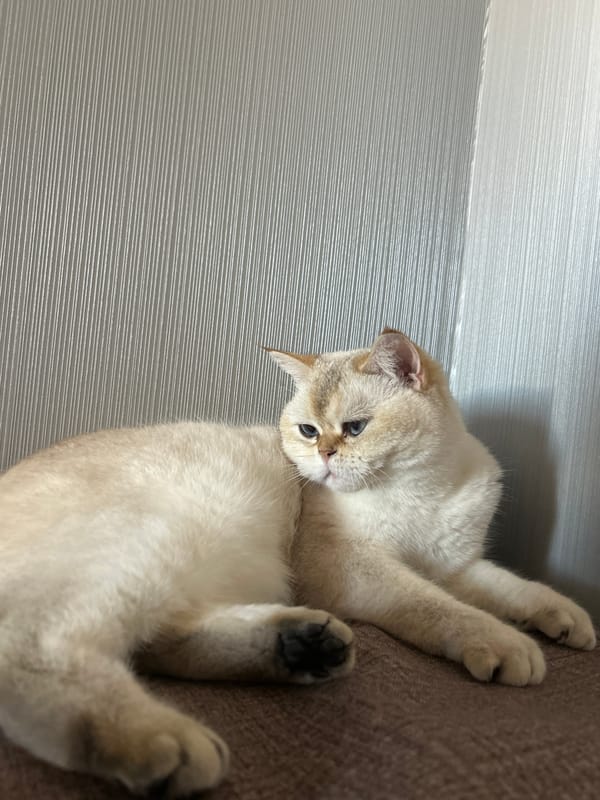 Cat spotted resting on brown surface in Ufa