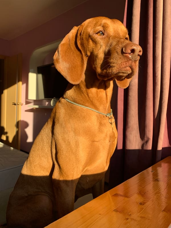 Vizsla dog resting indoors in Saint Petersburg apartment