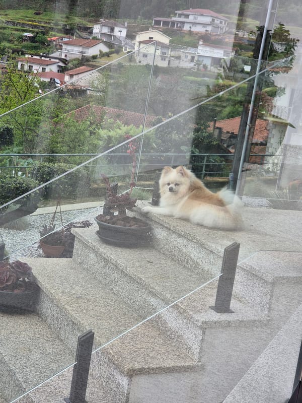 Pomeranian dog spotted around Barcelos neighborhood in Portugal