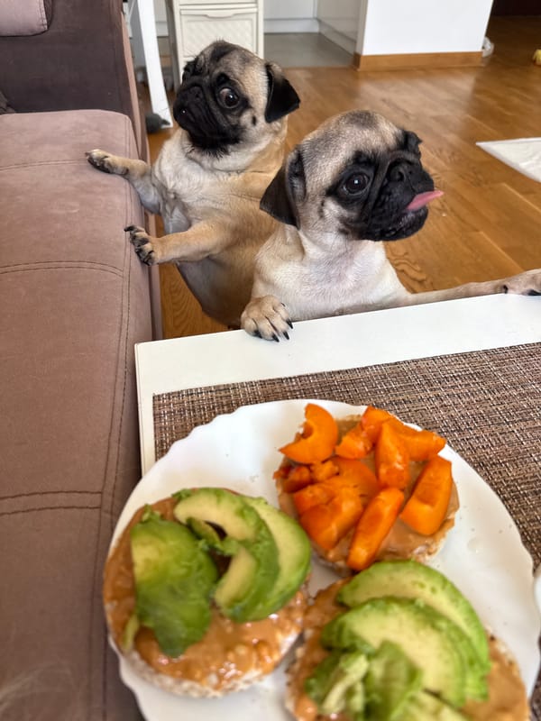 Lazy afternoon at home with two pugs and snacks