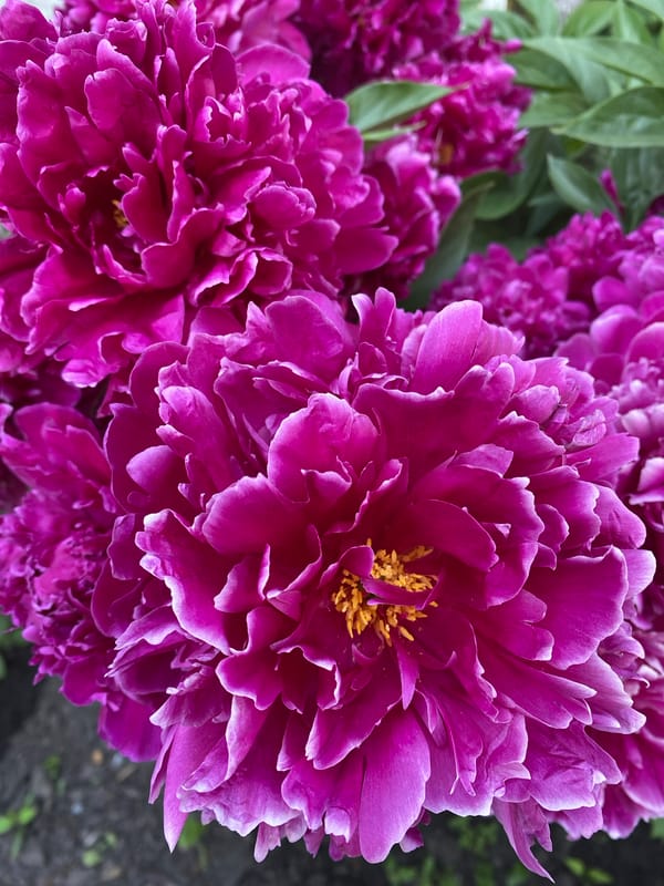 Summer garden flowers in close-up, Novokuznetsk