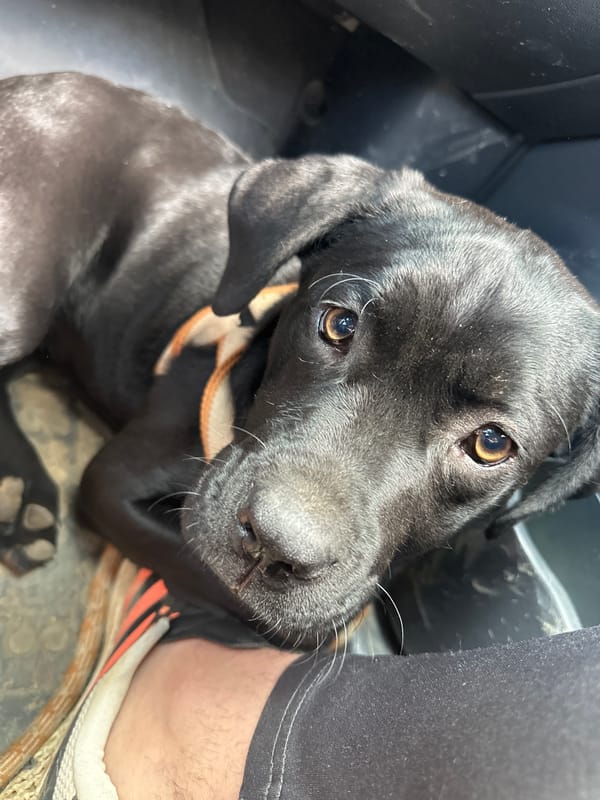 Morning moments with puppy, flowers, and pizza in Montana, Bulgaria