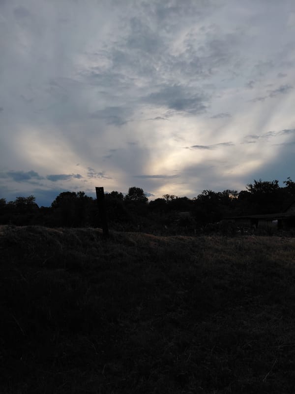 Rural roads and cats observed during overcast evening