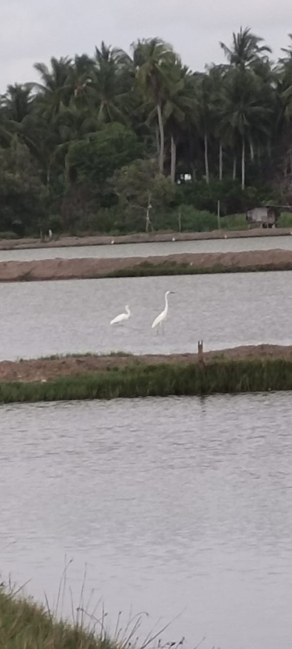 Wildlife and landscape scenes documented in Lhokseumawe wetlands