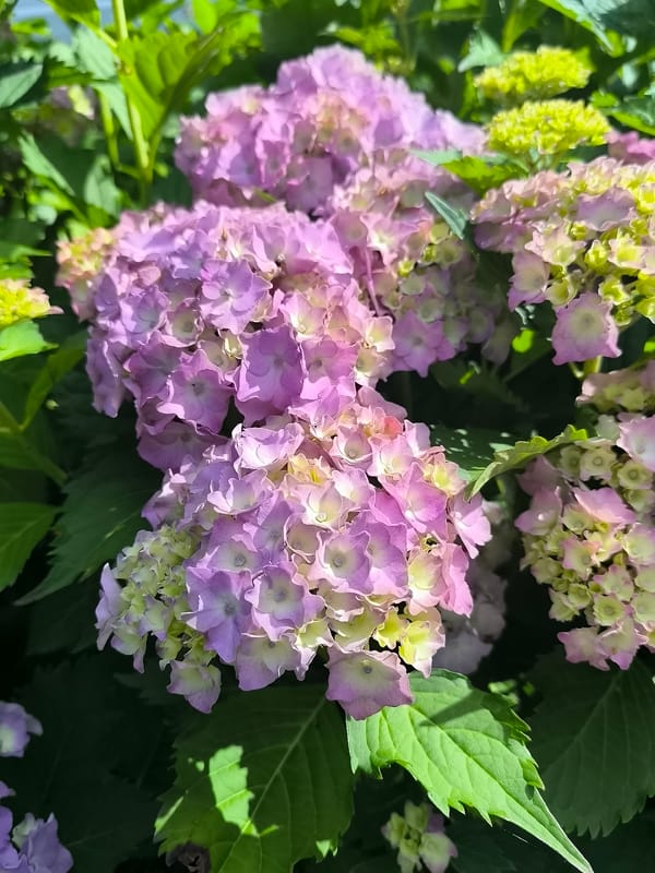 Hydrangeas and unripe grapes in a Lithuanian garden