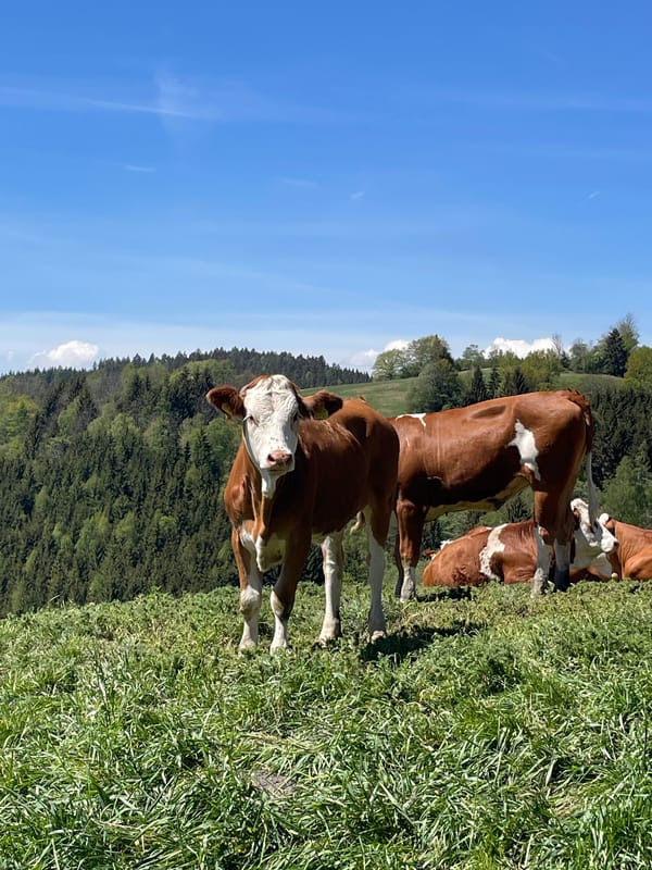 Cows graze peacefully in Austrian countryside near Straßburg