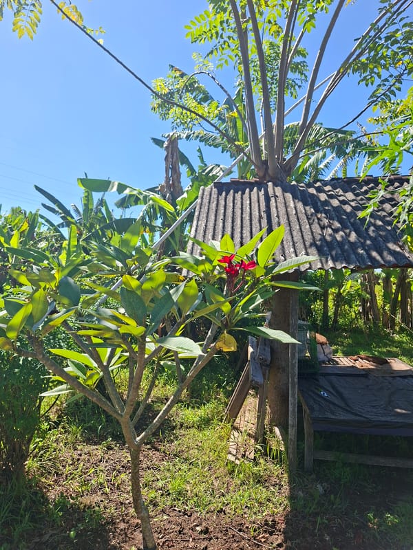 Morning snapshots capture daily life in Lodtunduh, Indonesia