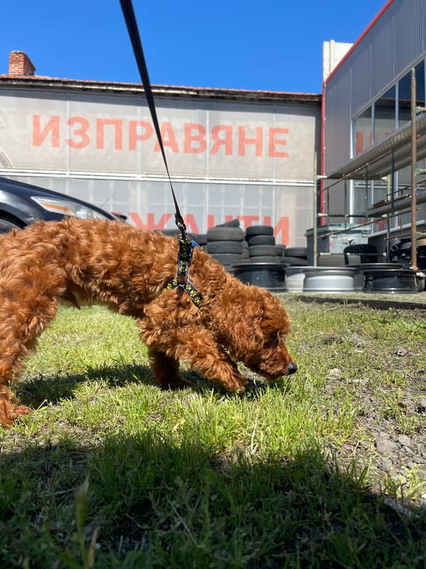 Poodle spotted on morning walk in Bulgarian village
