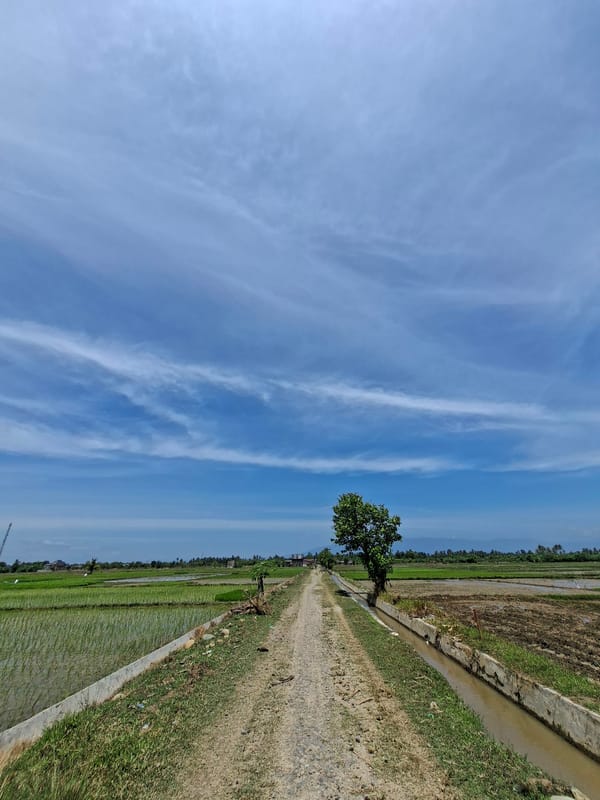 Rural rice paddy roads and coconut palms in coastal Indonesia