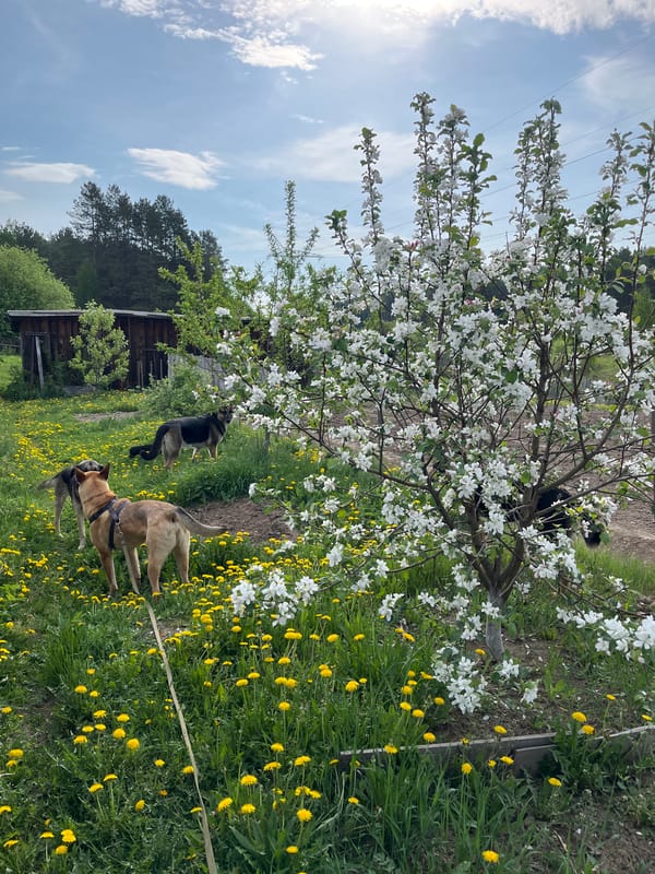 Dogs and cats observed during spring morning in Nizhny Tagil