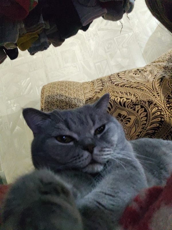 Gray British Shorthair cat photographed resting on pink blanket
