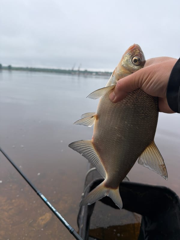 Early morning fishing trip yields bream catch in Noviy