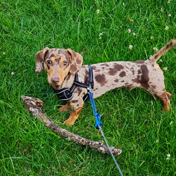 Dachshund carries a stick through Locking Parklands