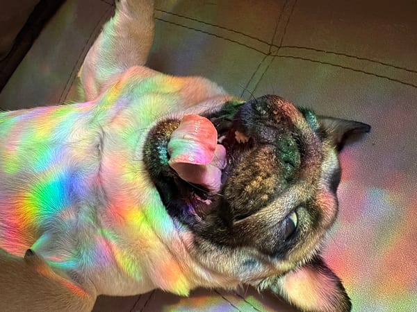 Pug dogs captured resting on furniture during afternoon hours