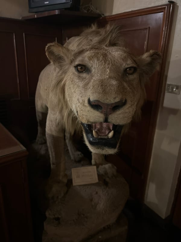 Taxidermied lion and vintage painting displayed in Coatepec