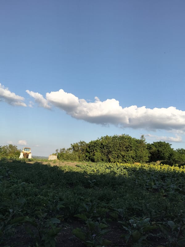 Summer afternoon around a rural garden in Ustyvytsia, Ukraine