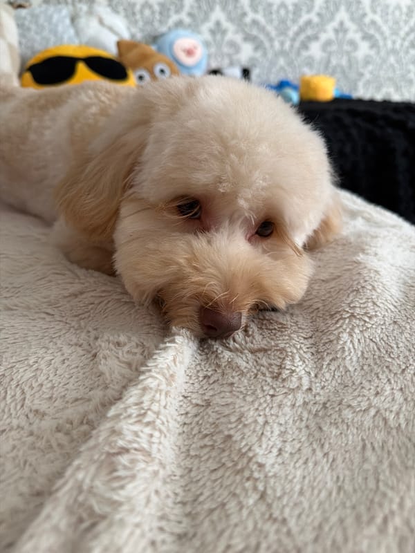 Lazy afternoon with a fluffy dog in Bila Tserkva