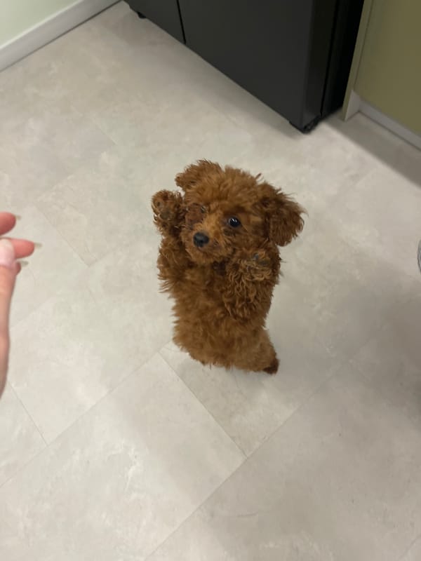 Small brown poodle photographed indoors in Sofia