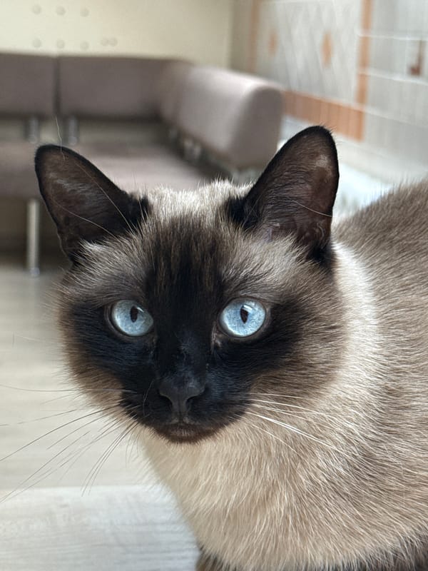 Cats filmed receiving attention in early morning Chaikovsky encounter