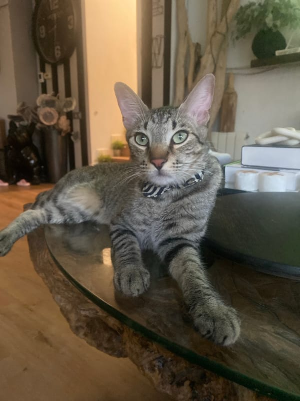 Tabby cat naps and poses on a glass table in el Catllar