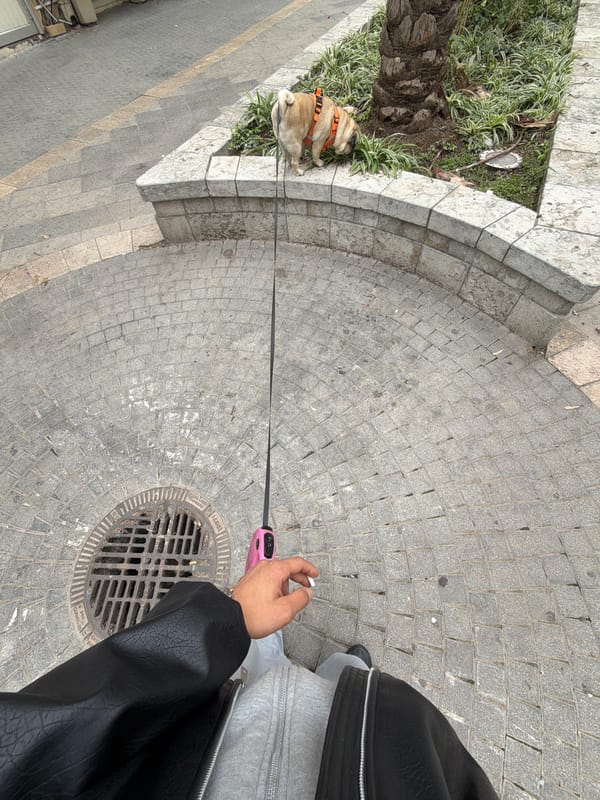 Pug takes rest break during walk in Haifa
