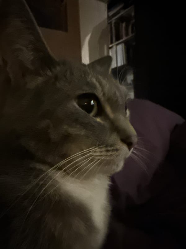 Cat photographed in close-up in Reutov, Russia