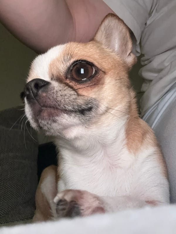 Chihuahua dog relaxes on bed in Berlin apartment