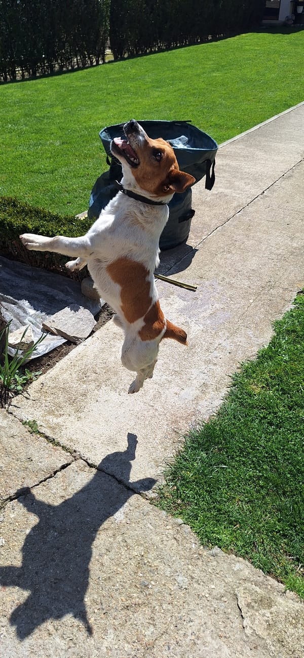 Jack Russell Terrier plays with ball in Bulgarian village