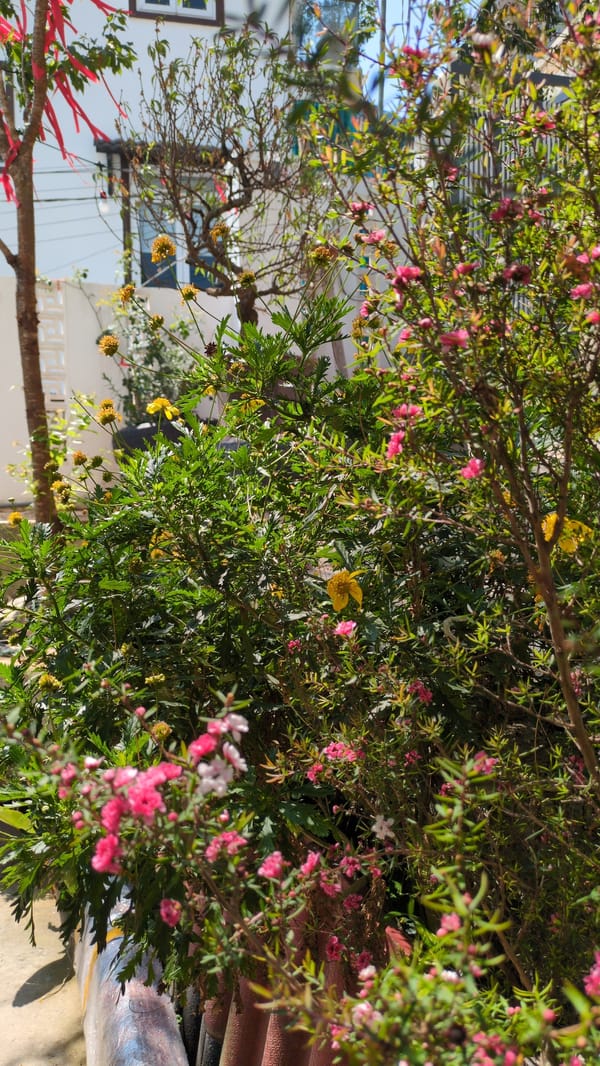 Daily life glimpses captured in Da Lat, Vietnam