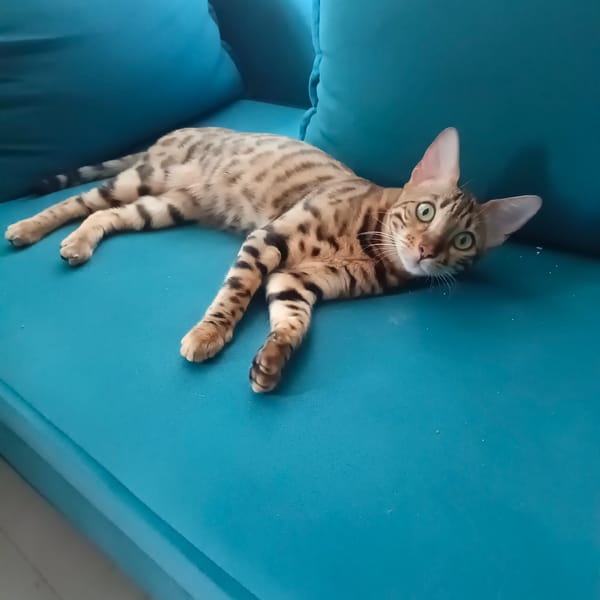 Bengal cat spotted resting on teal couch in Moscow