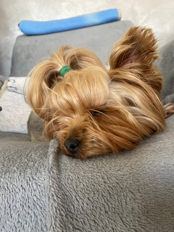 Yorkshire Terrier naps with hair tie on gray blanket